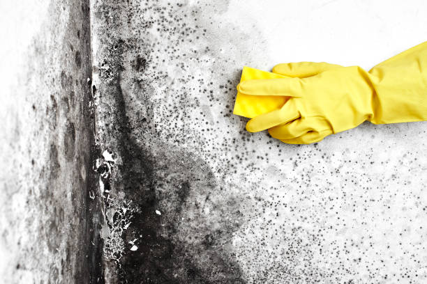 Best Post-Flood Mold Remediation in Meridianville, AL