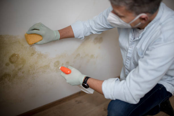 Best Preventive Mold Services in Meridianville, AL