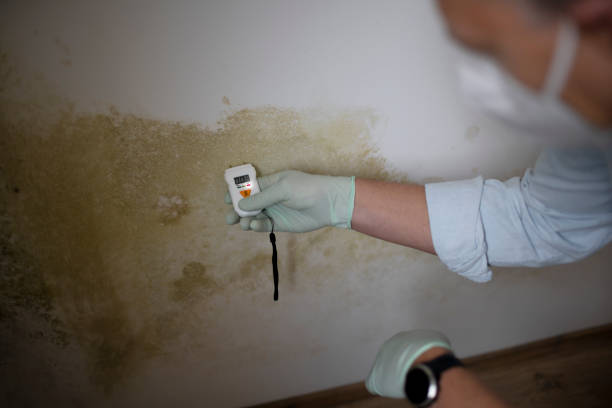 Best Crawl Space Mold Remediation in Meridianville, AL