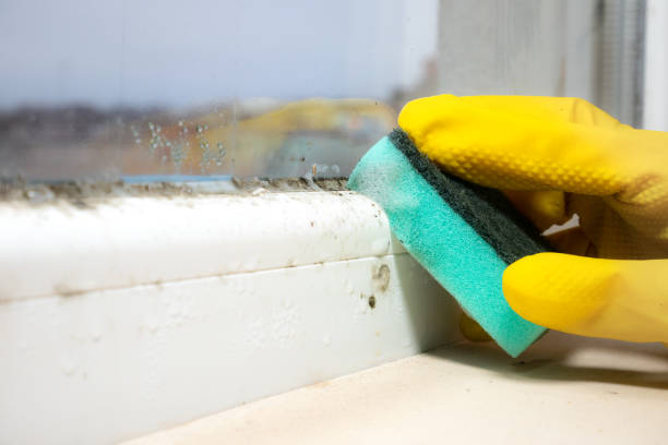 Trusted Meridianville, AL Mold Remediation Experts