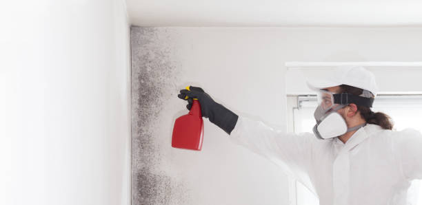 Best Emergency Mold Remediation in Meridianville, AL