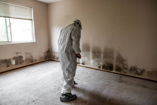 Best Mold Testing and Inspection Services in Meridianville, AL