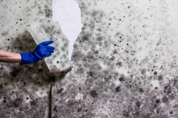 Best Kitchen Mold Remediation in Meridianville, AL
