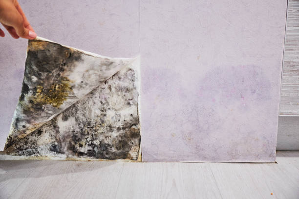 Best Commercial Mold Remediation in Meridianville, AL
